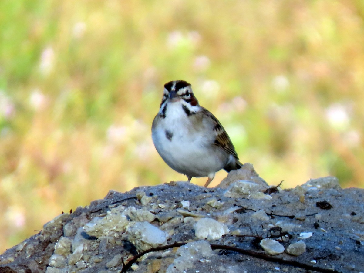 Lark Sparrow - Susan Daughtrey