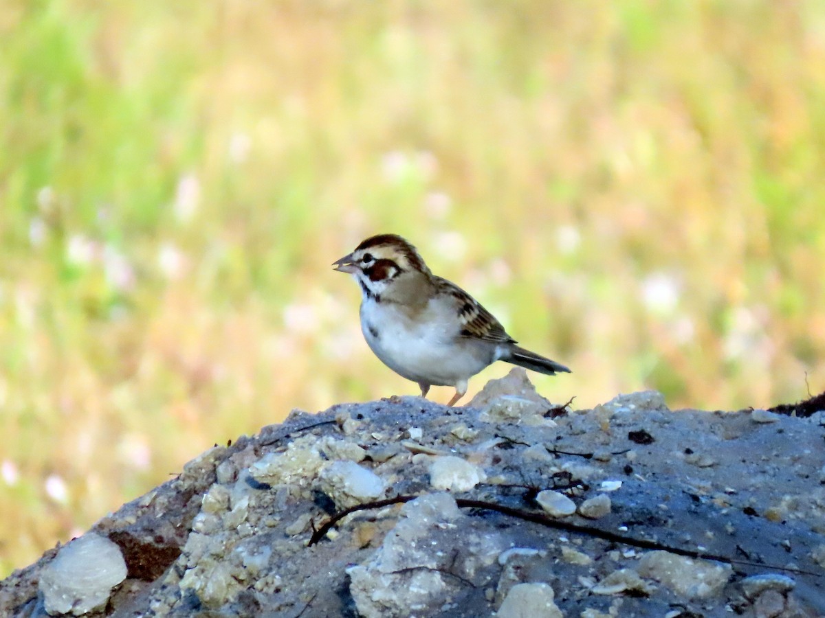 Lark Sparrow - ML548995791