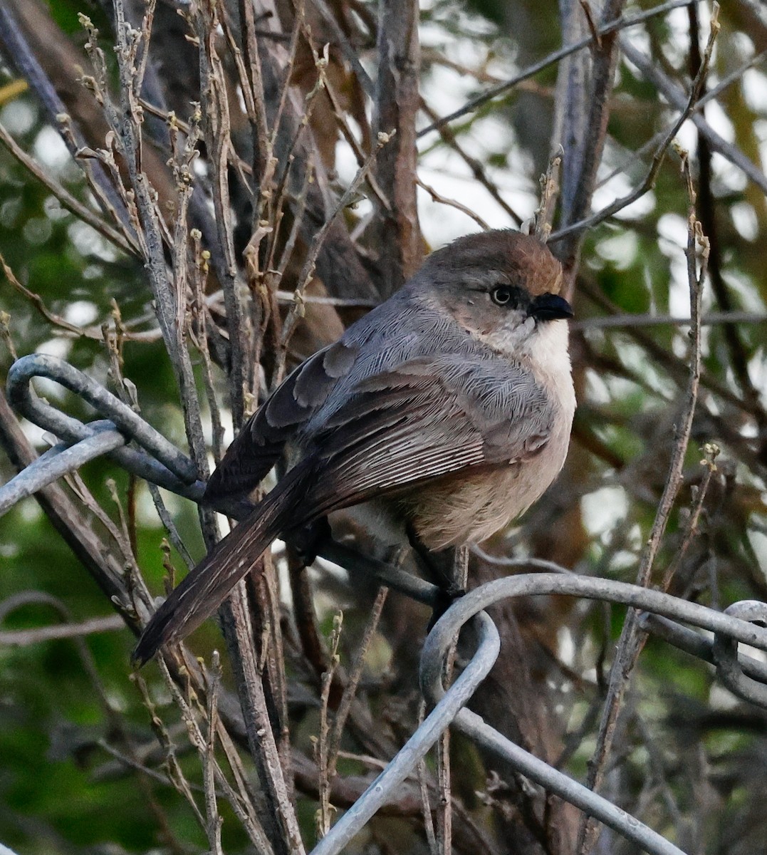 Bushtit - ML548996011