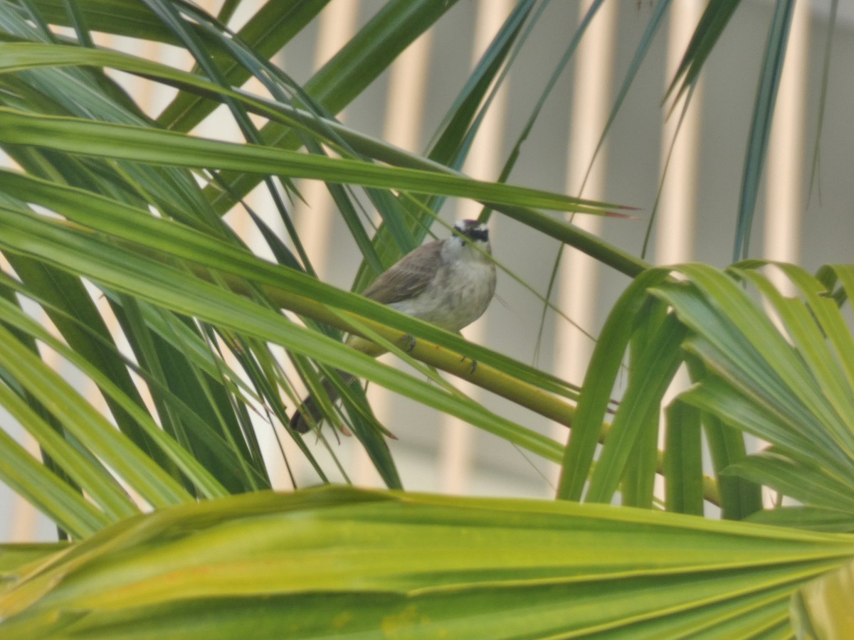 Yellow-vented Bulbul - Tony King