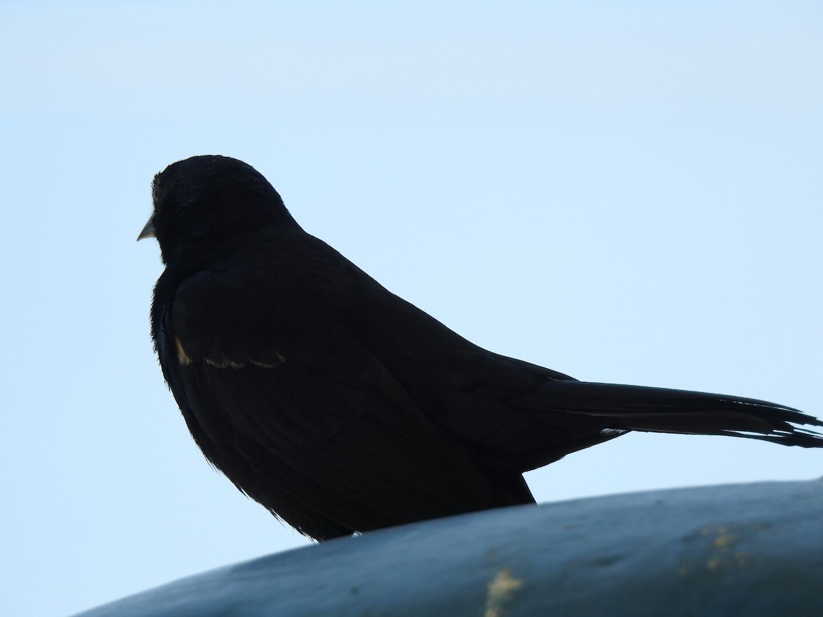 Tawny-shouldered Blackbird - ML54899611