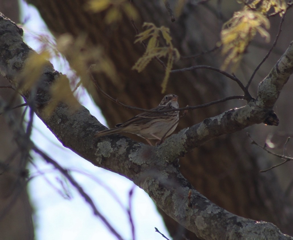 Vesper Sparrow - ML548996221