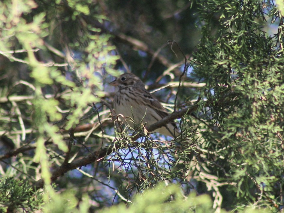 Vesper Sparrow - ML548996231