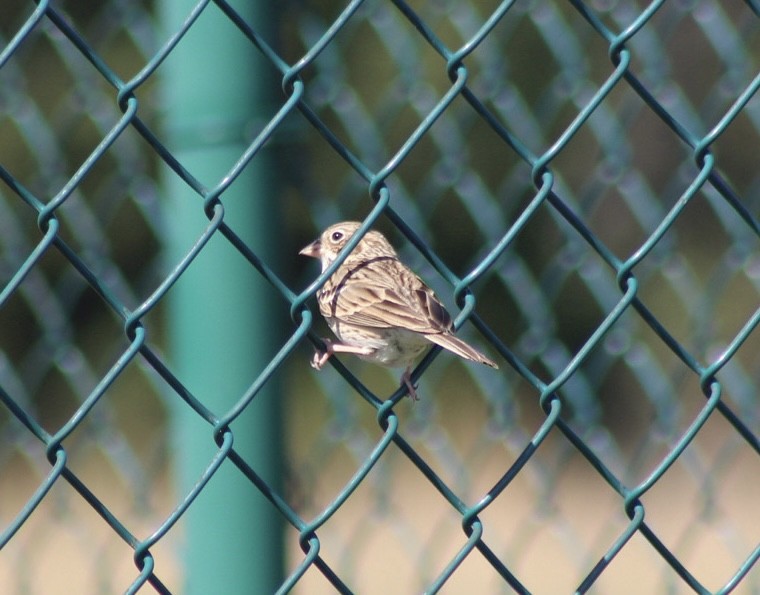 Vesper Sparrow - ML548996241