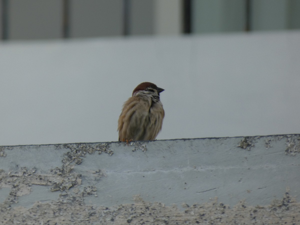 Eurasian Tree Sparrow - Tony King