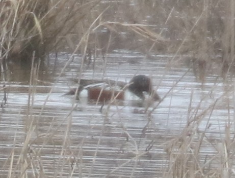 Northern Shoveler - ML548997121