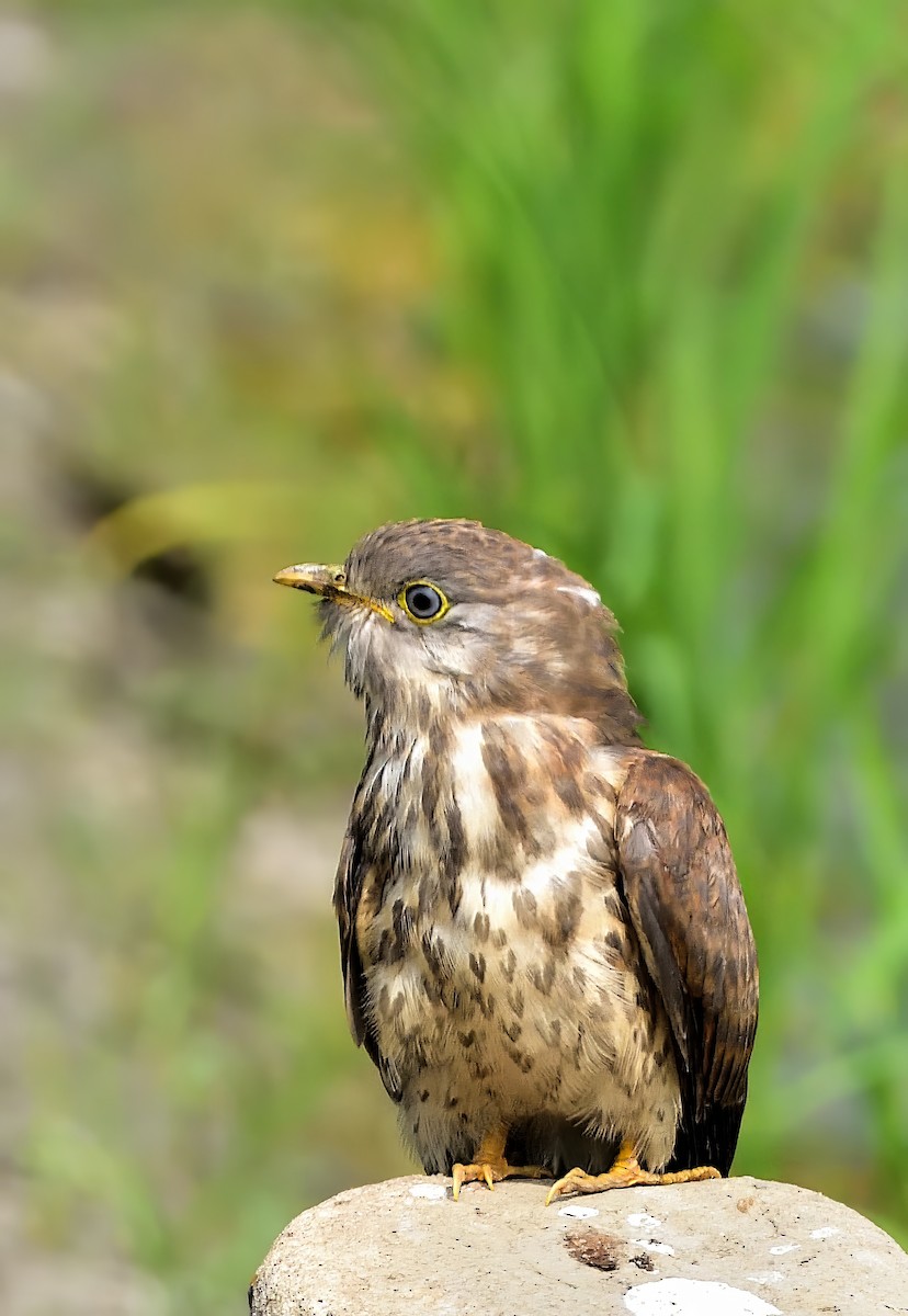 Common Hawk-Cuckoo - ML548997351