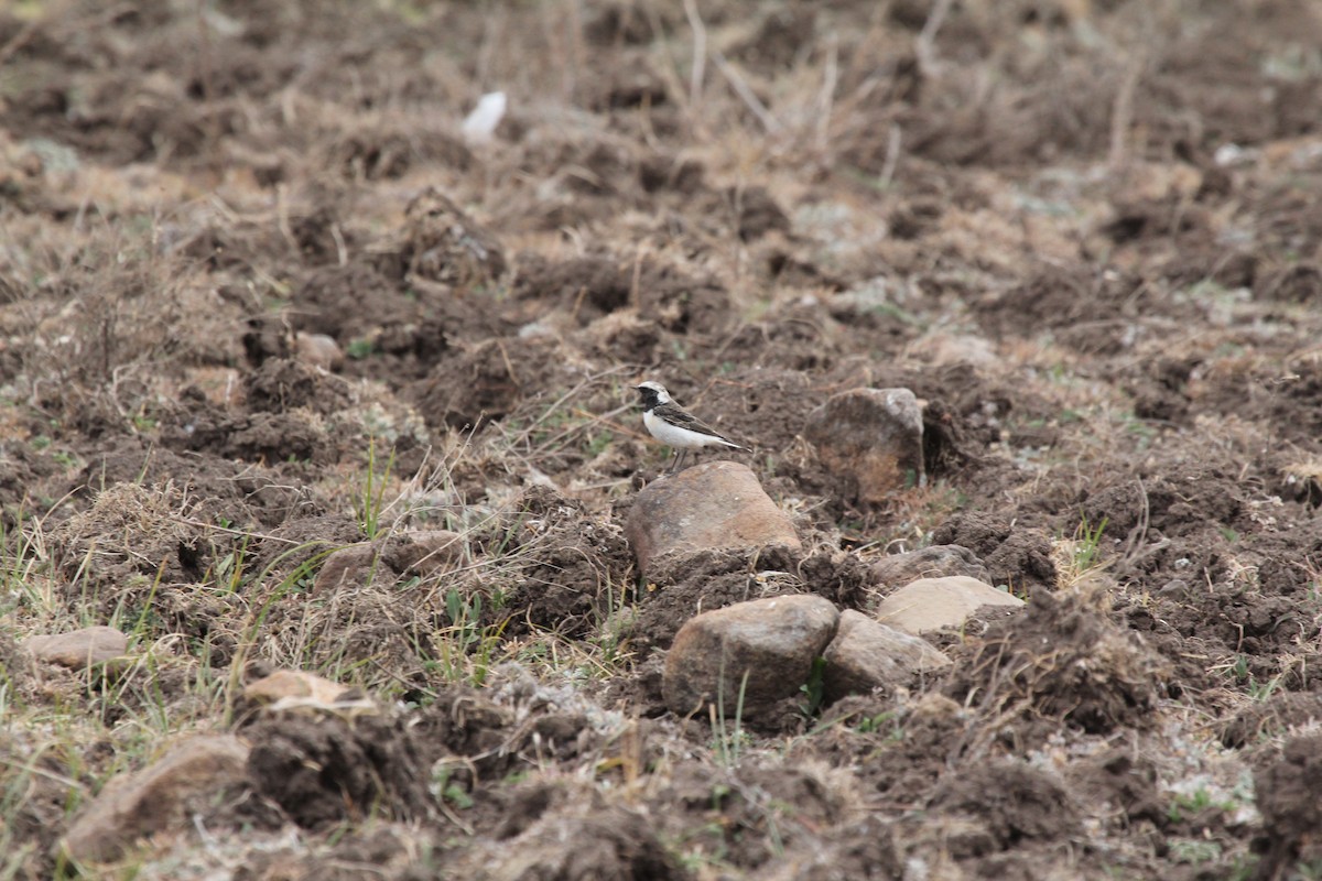 Pied Wheatear - ML548998061