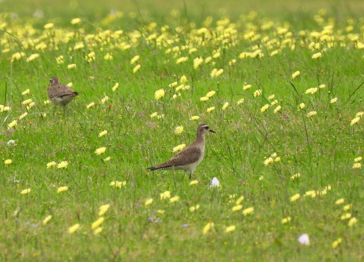 American Golden-Plover - ML548998581