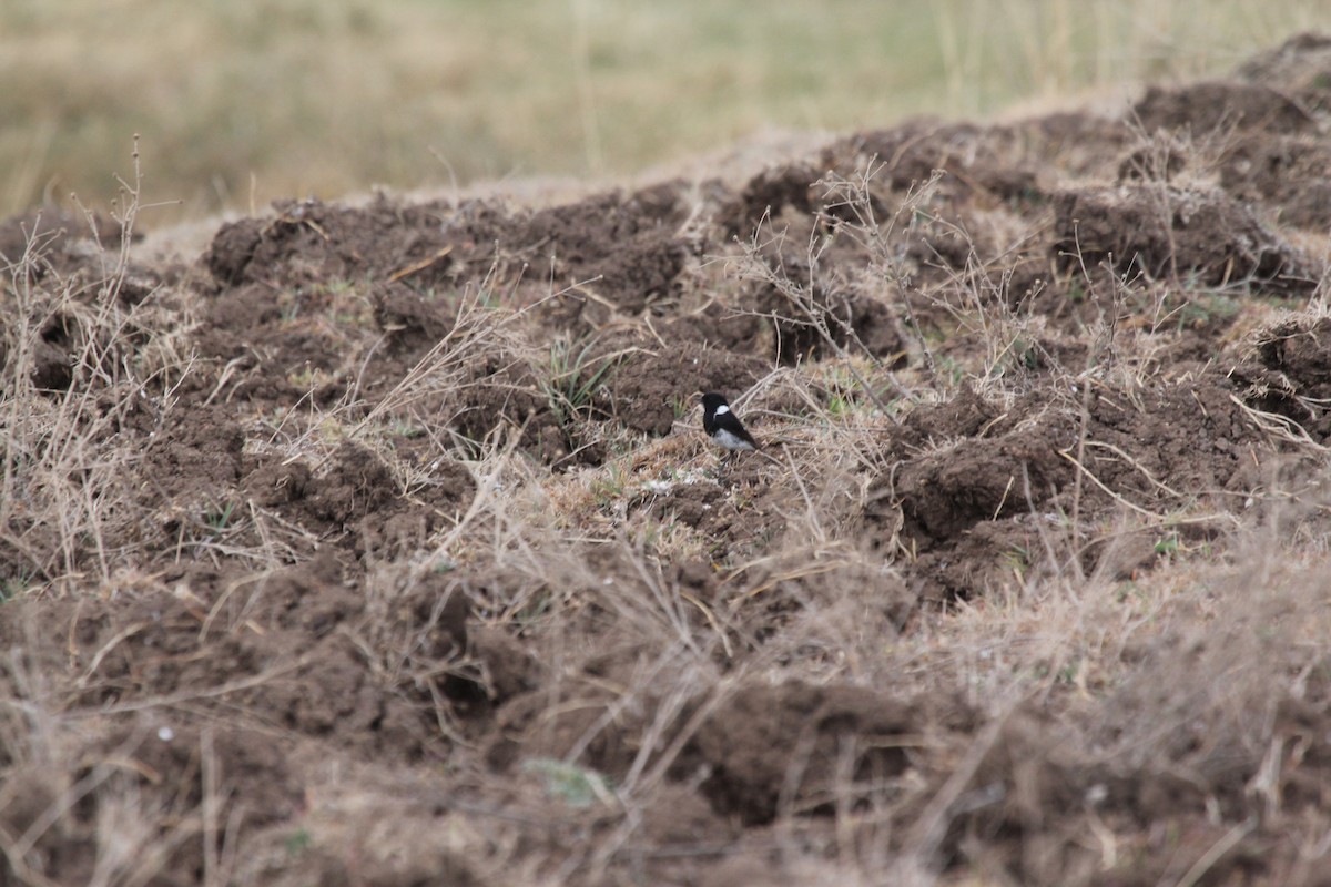 African Stonechat - Gareth James