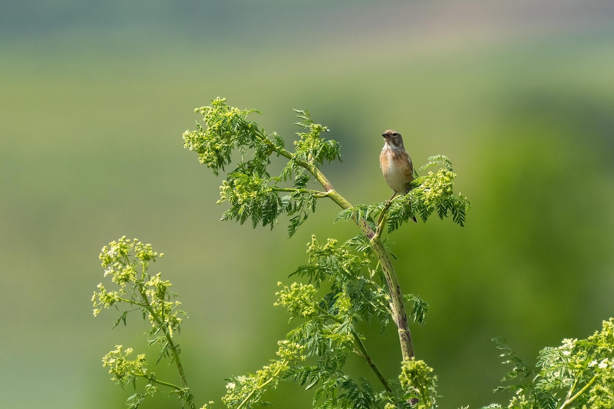 Eurasian Linnet - ML548998951