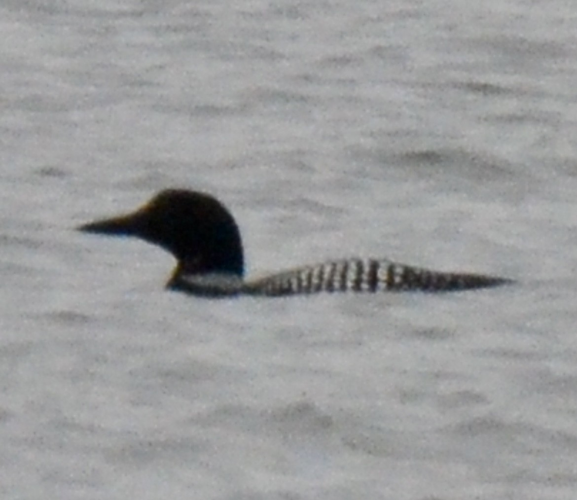 Common Loon - ML548999951