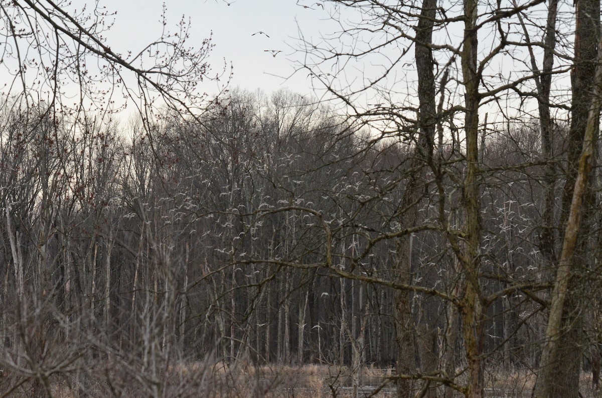 Northern Pintail - ML549000291