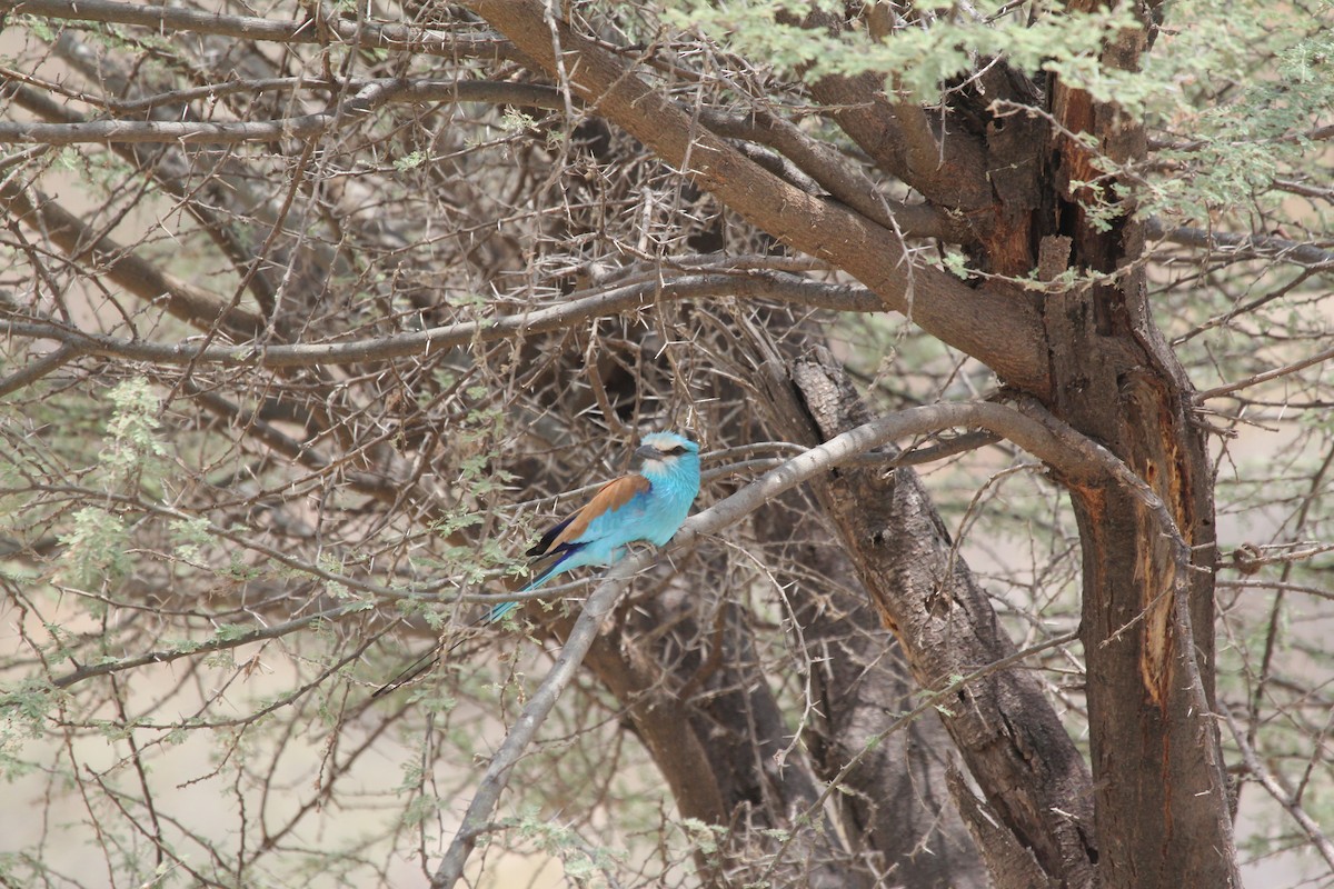 Abyssinian Roller - ML549000411