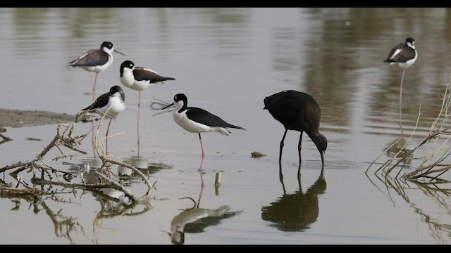 pisila černokrká (ssp. mexicanus) - ML549000631