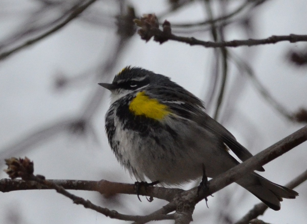 Kronenwaldsänger (coronata) - ML54900101