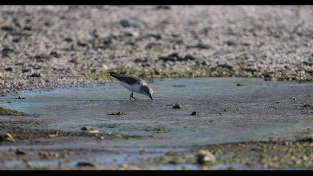 Western/Semipalmated Sandpiper - ML549001191