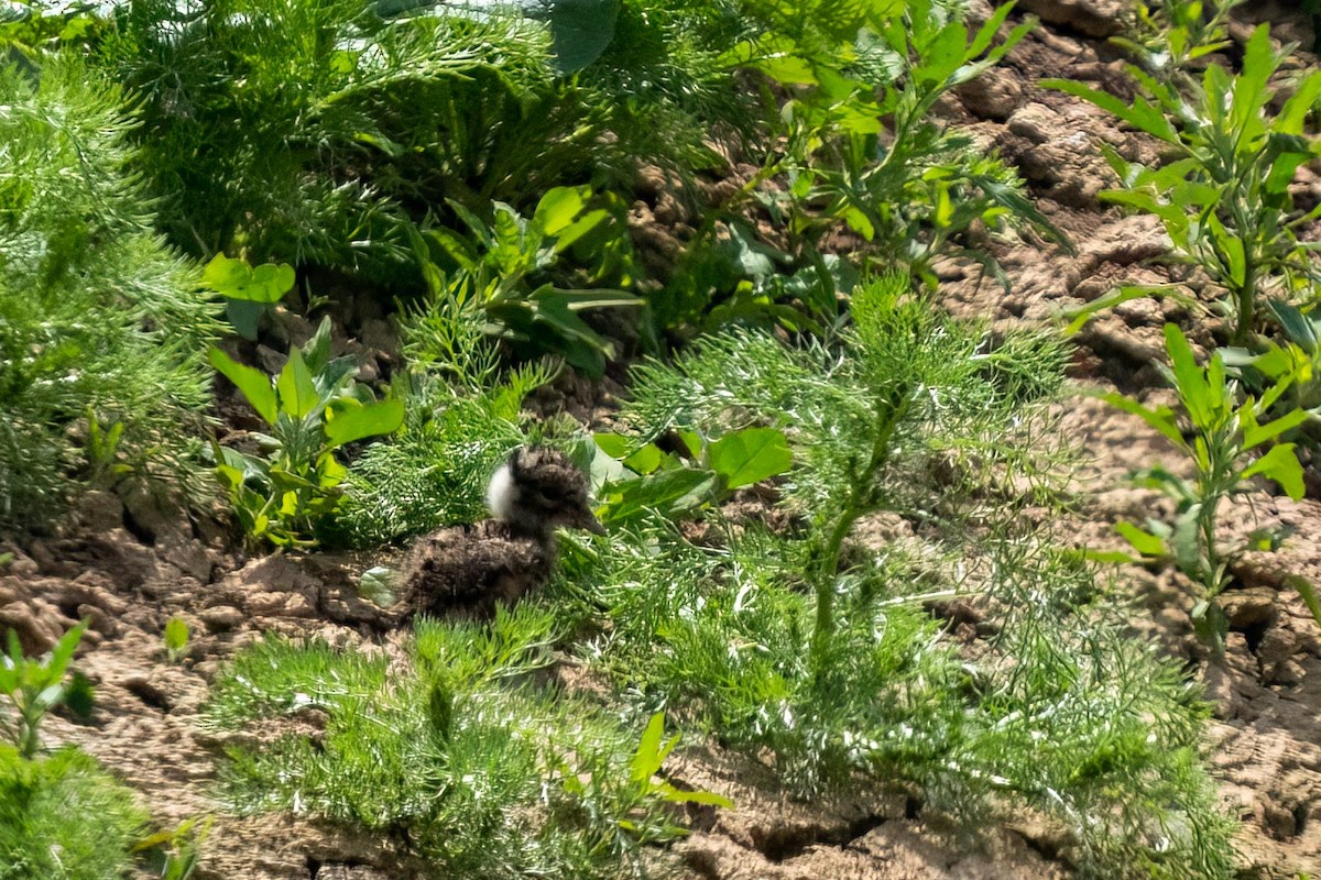 Northern Lapwing - Holger Schneider