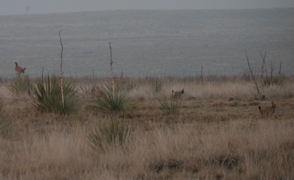 Lesser Prairie-Chicken - ML549001431