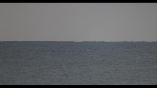 duck sp. - ML549001791
