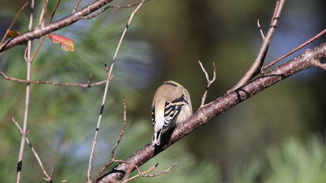 American Goldfinch - ML549002451