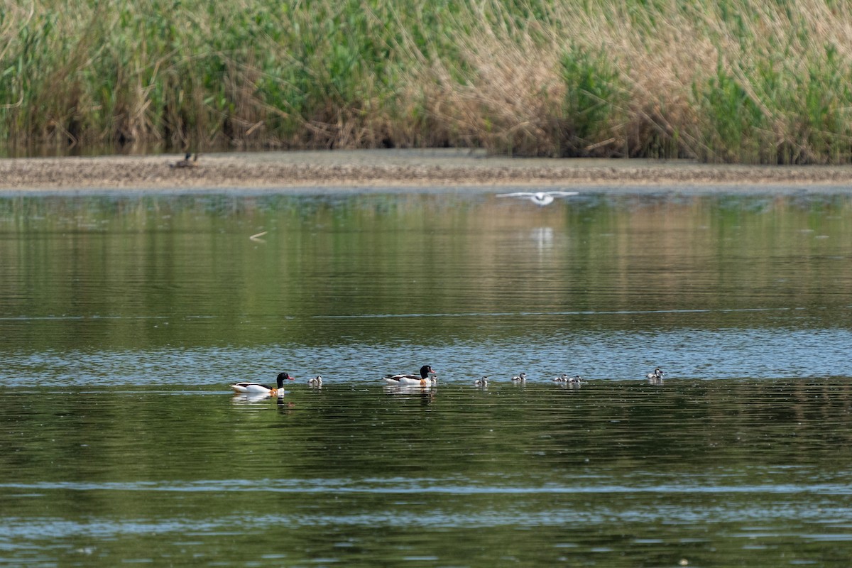 Common Shelduck - ML549003201