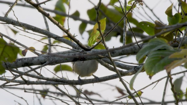 Isthmian Wren - ML549003531