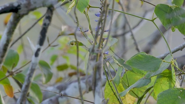 Isthmian Wren - ML549003571