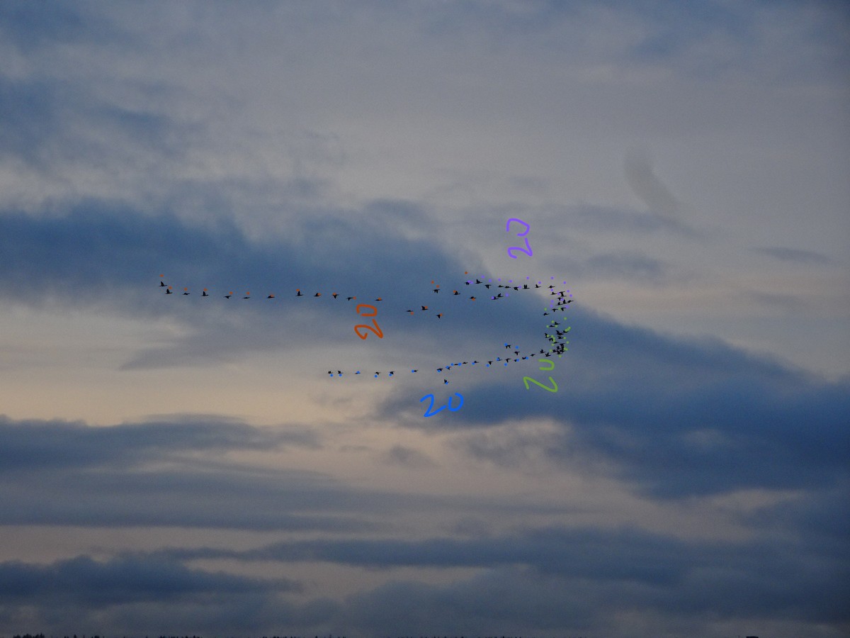 Double-crested Cormorant - ML549003771
