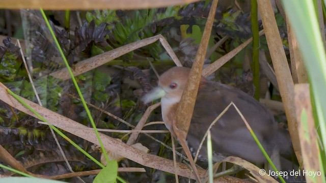 White-throated Crake - ML549004721