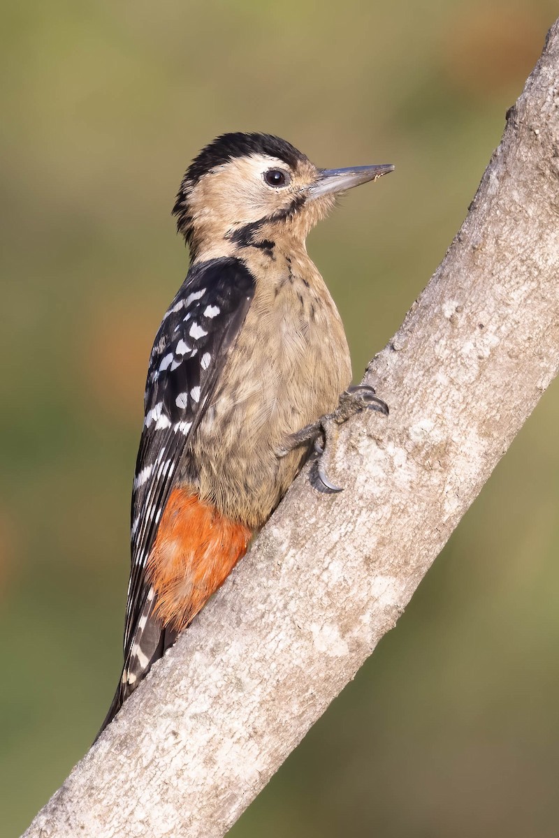 Fulvous-breasted Woodpecker - ML549008701