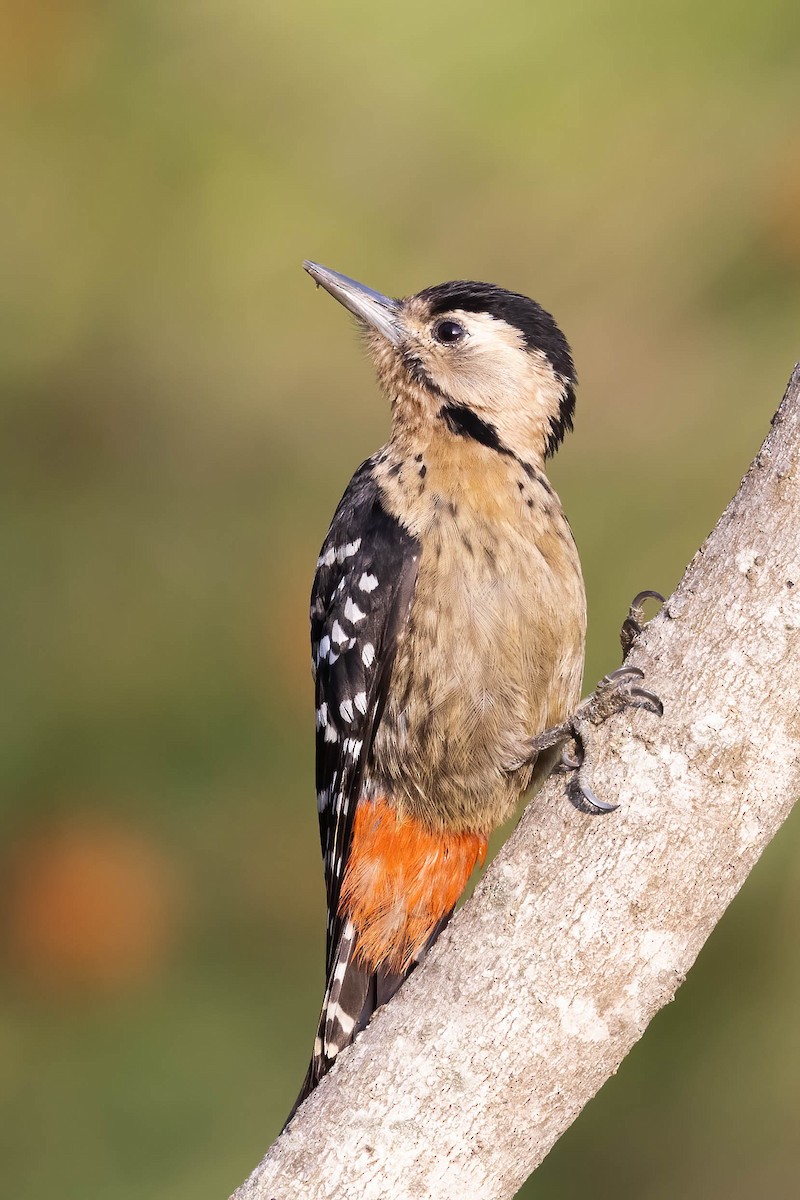 Fulvous-breasted Woodpecker - ML549008771