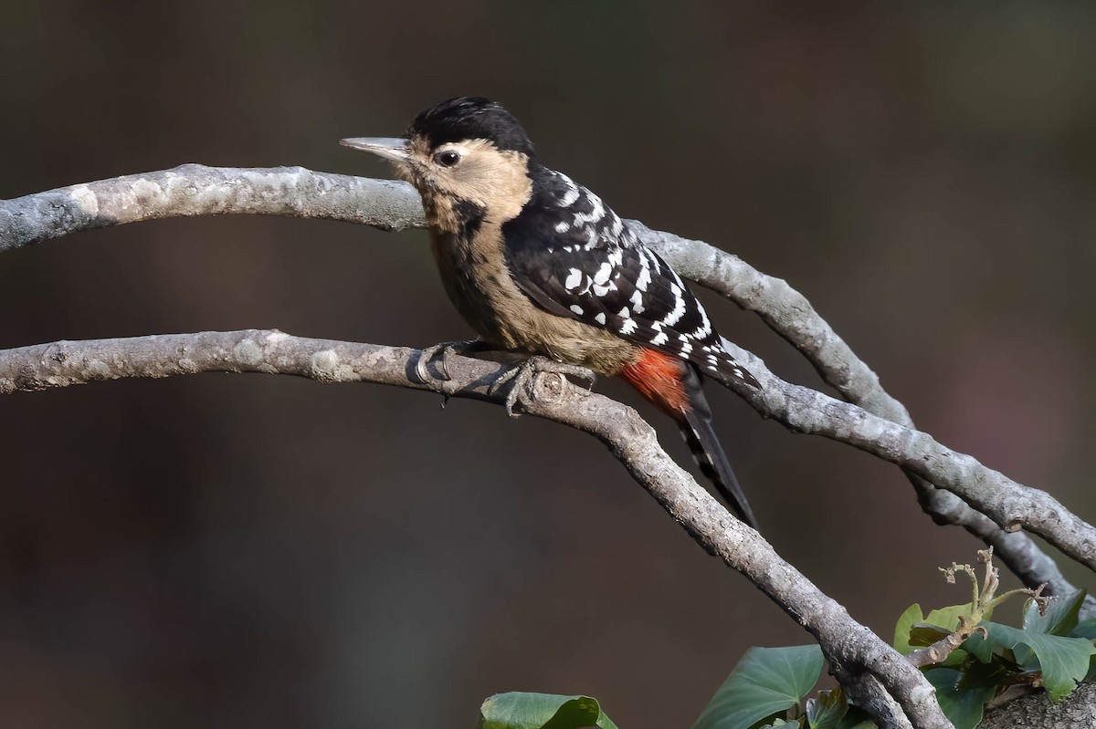 Fulvous-breasted Woodpecker - ML549008841