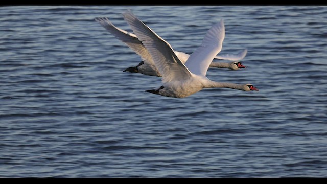 Mute Swan - ML549008951