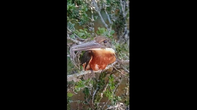 Green-and-rufous Kingfisher - ML549009411