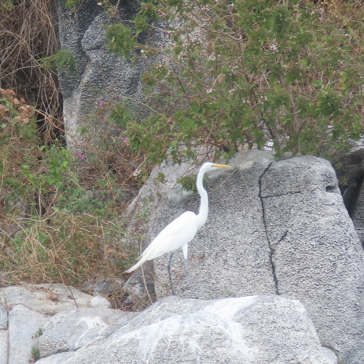 Great Egret - Elaine Wagner