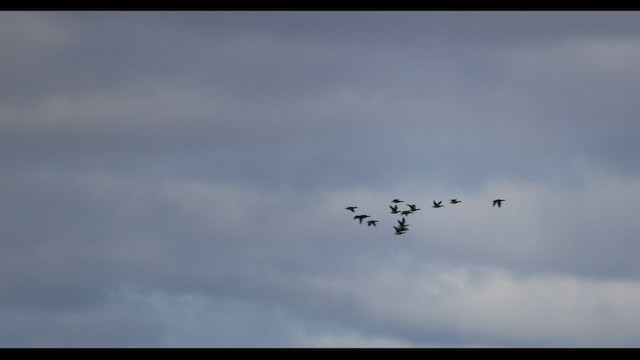 Brant (Atlantic) - ML549011311