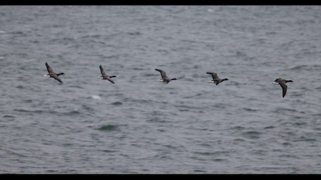 Brant (Atlantic) - ML549011341