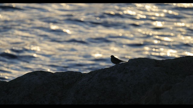 American Pipit - ML549011901