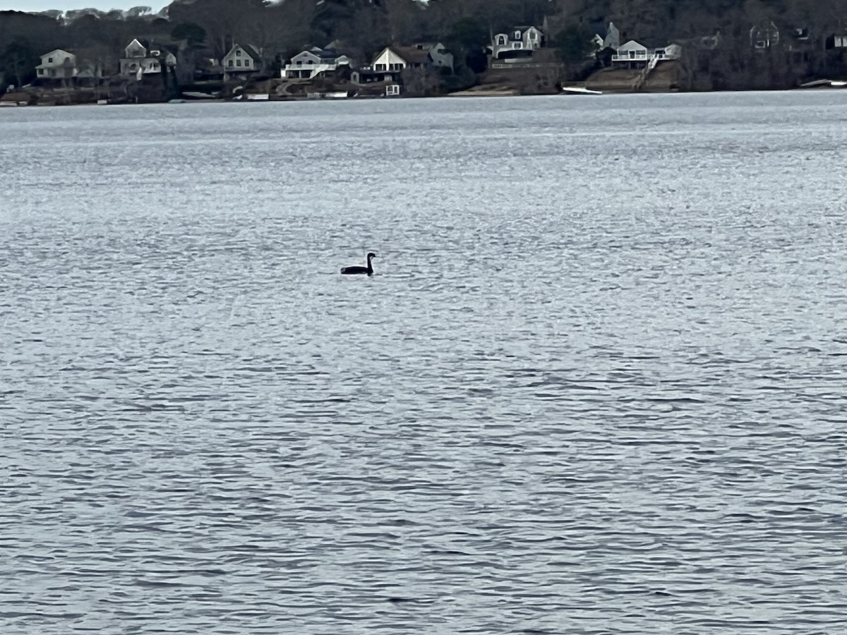 Western Grebe - ML549012601