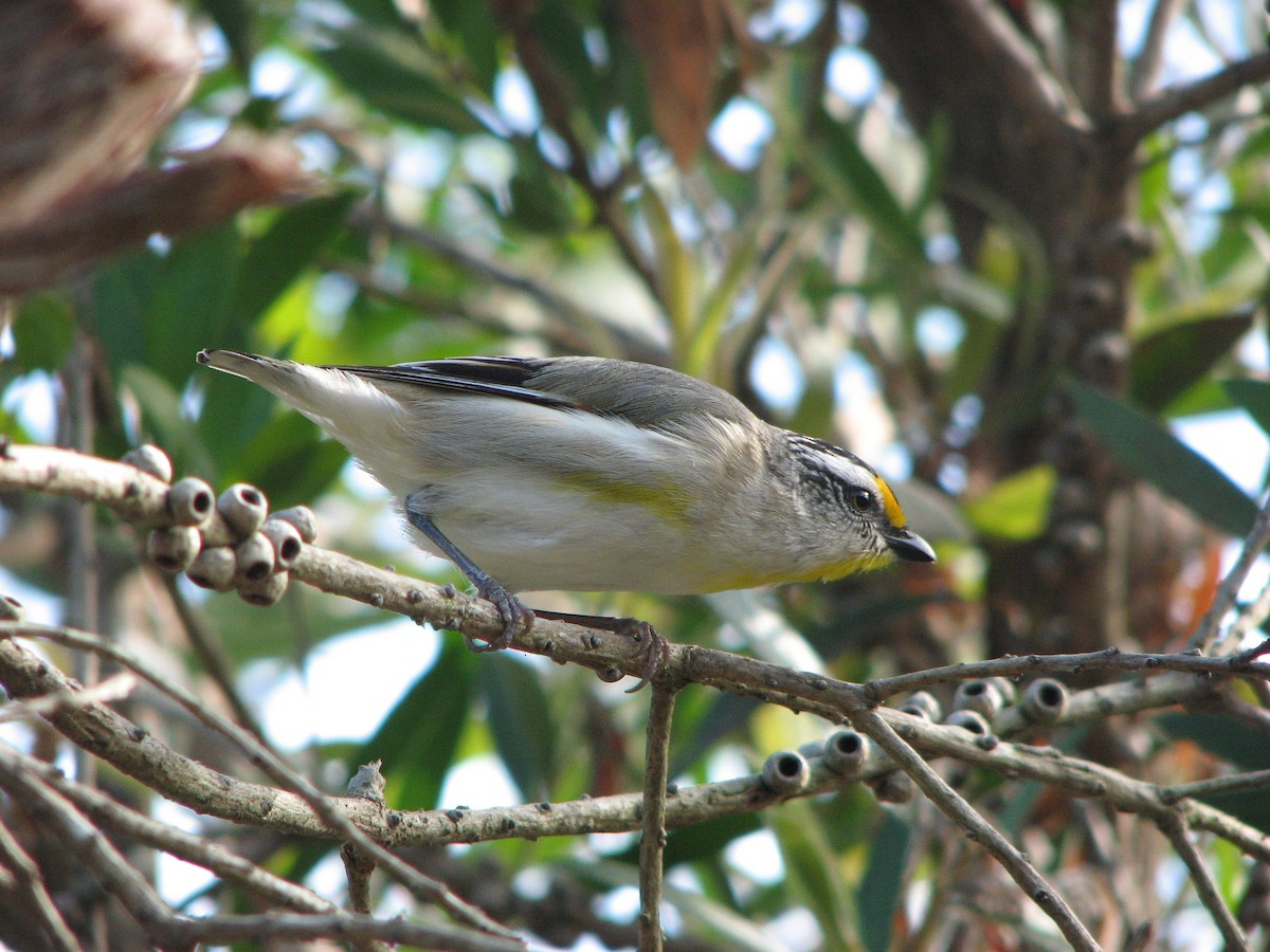 Striated Pardalote (Eastern) - ML54901261