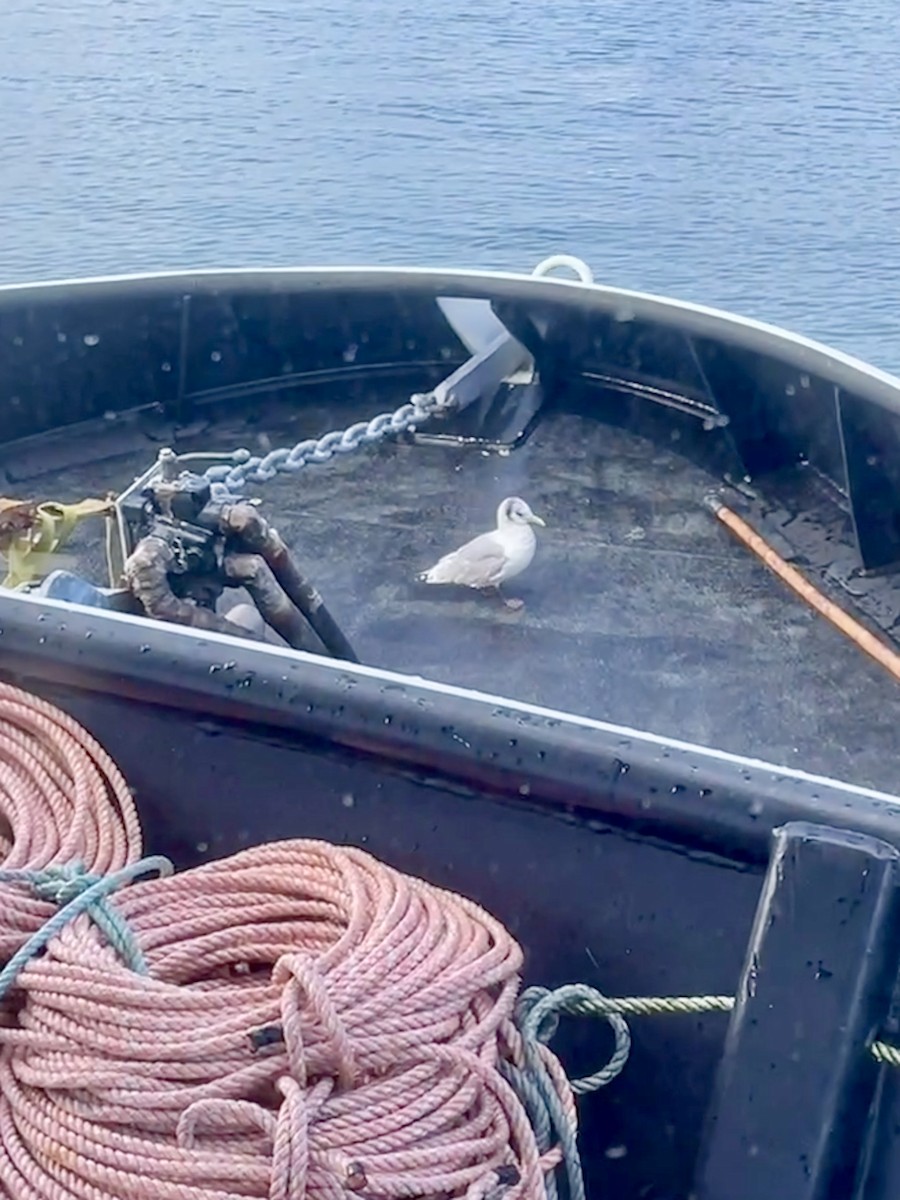 Black-legged Kittiwake - ML549012701