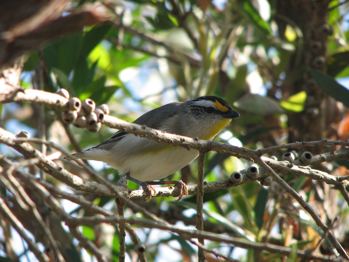 Striated Pardalote (Eastern) - ML54901271