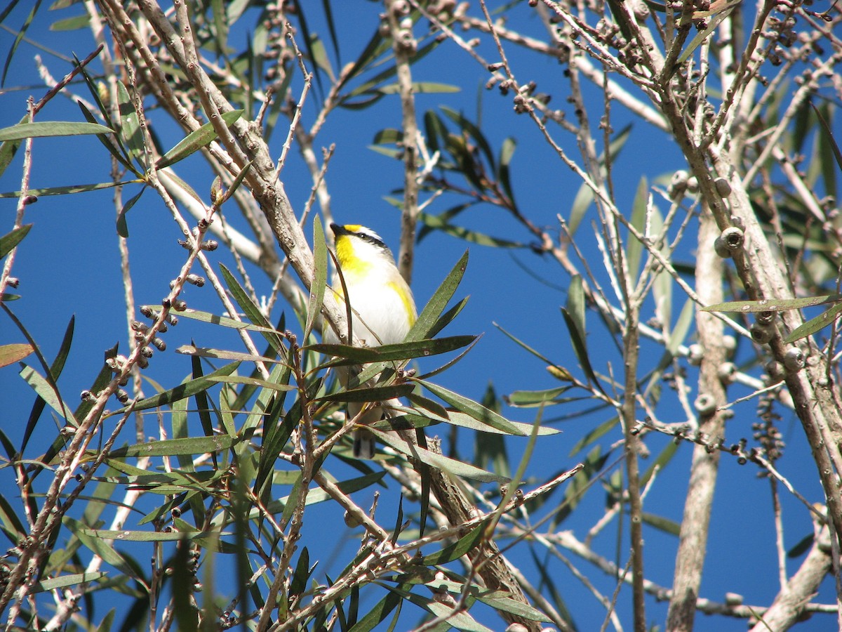 Striated Pardalote (Eastern) - ML54901301