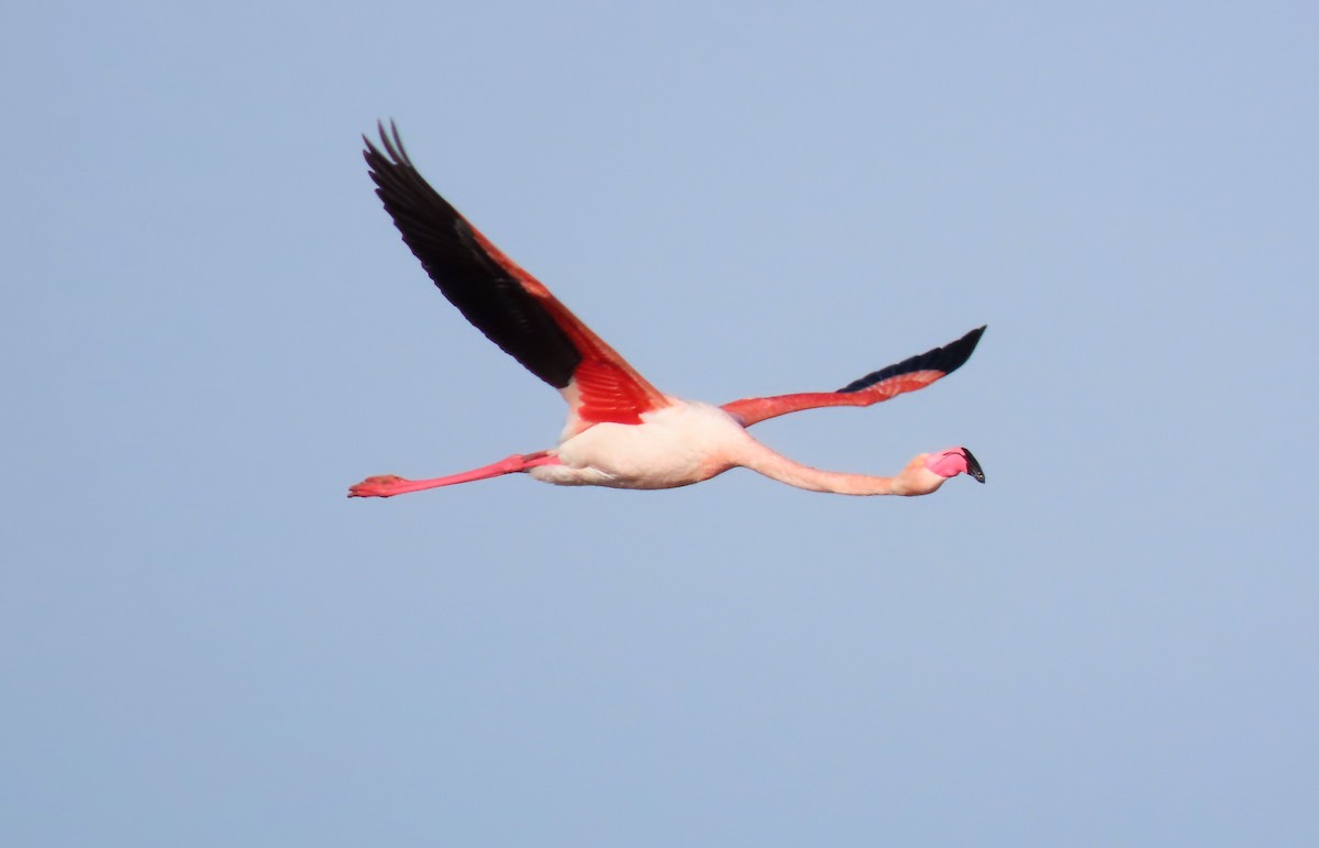 Greater Flamingo - Tomás Gómez Caro