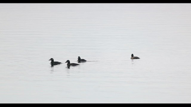 White-winged Scoter - ML549013641