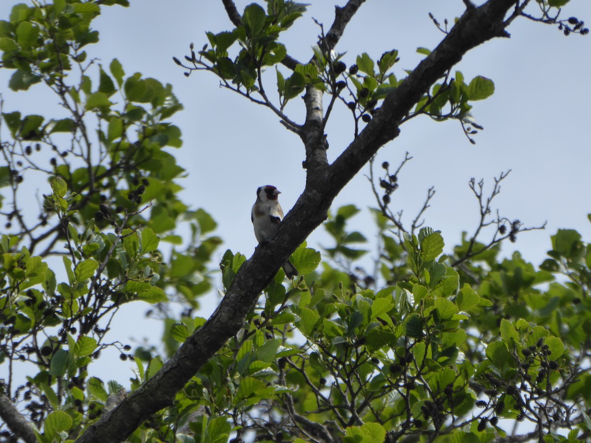 European Goldfinch - ML549013671