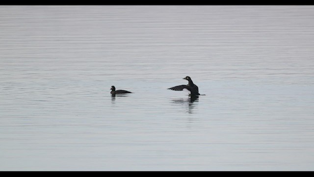 White-winged Scoter - ML549013691