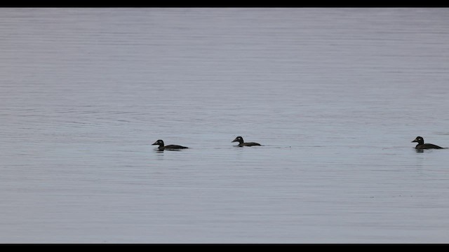 White-winged Scoter - ML549013701