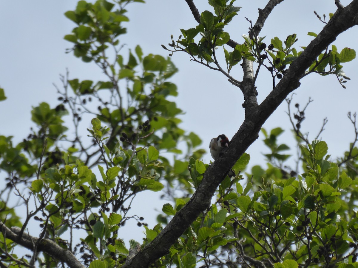 European Goldfinch - ML549013741